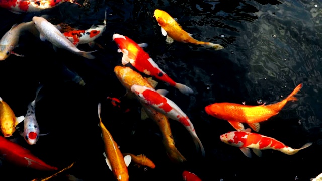 锦鲤在水族馆游泳的慢动作，花哨的鲤鱼鱼，俯视图视频素材