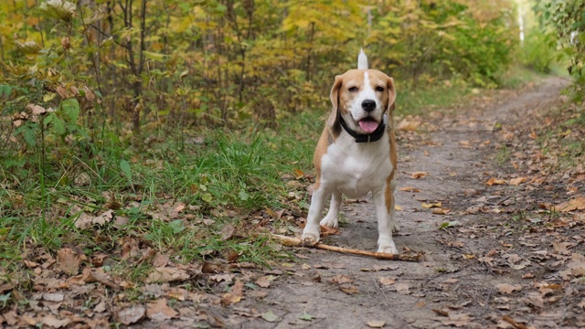 秋天公园里散步的小猎犬视频素材