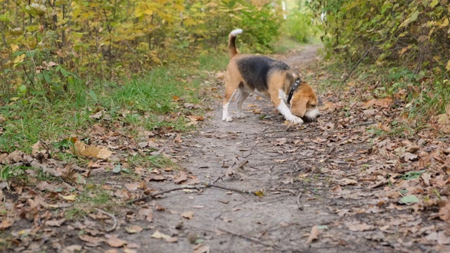 小猎犬在玩棍子视频素材