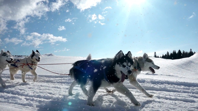 由狗驾驭的哈士奇犬和人一起拉雪橇，慢动作，视频循环播放视频素材