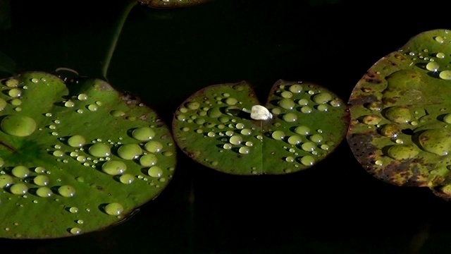 水生植物上的水滴。视频素材