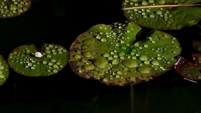 水生植物上的水滴。视频素材