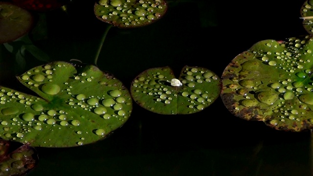 水生植物上的水滴。视频素材