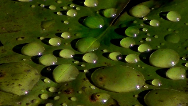 水生植物上水滴的特写。视频素材