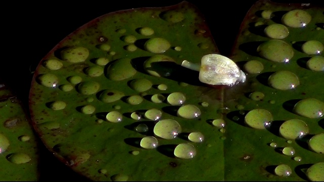 水生植物上水滴的特写。视频素材