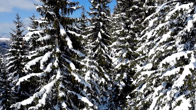 鸟瞰图积雪覆盖的森林视频素材