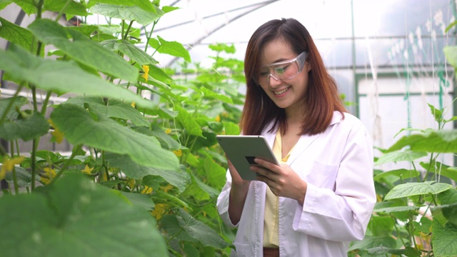 科学家在检查甜瓜树和在数字平板上收集数据后微笑视频素材画面4