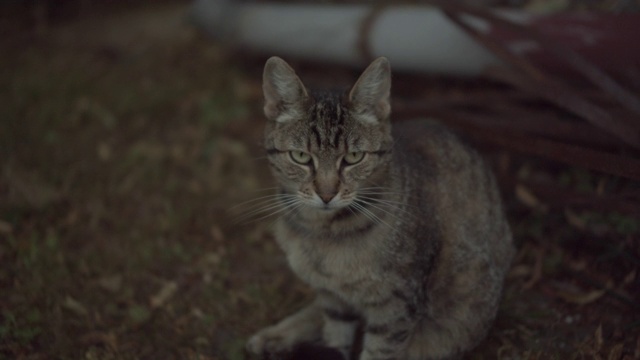 家猫晚上在乡下找老鼠视频下载