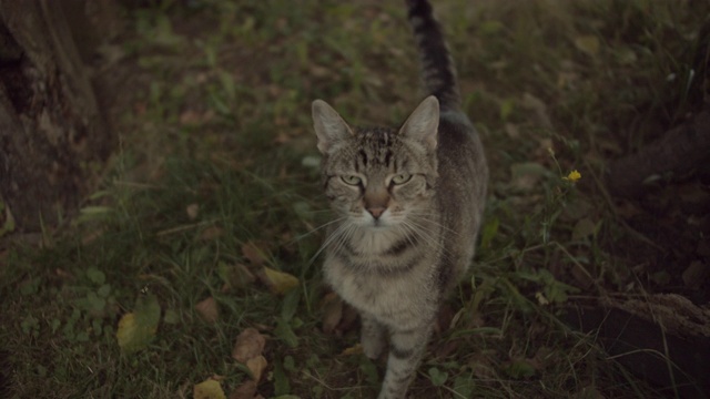 家猫晚上在乡野上向人类后退视频下载