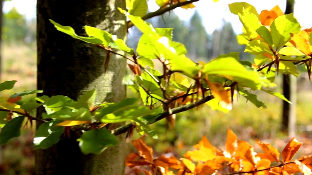 细枝末节缀着五颜六色的秋枝，秋叶落叶视频素材