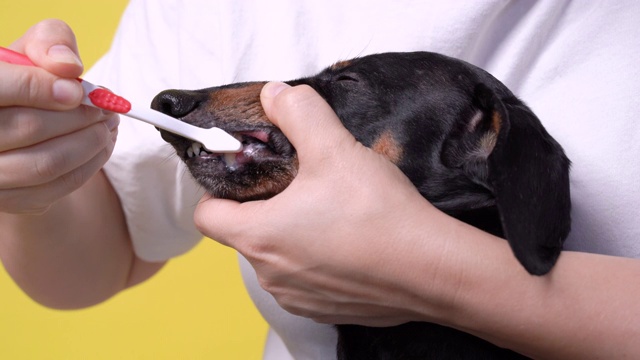 主人小心翼翼地刷着腊肠犬的牙齿，用一种特殊的动物刷在黄色的背景上视频素材