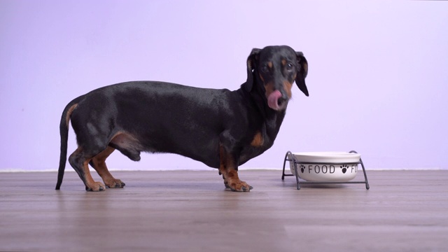 腊肠犬，黑色和棕褐色，舔和吃碗里的食物在地板上。动物营养与食品视频素材