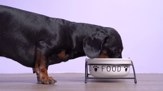 近距离观察腊肠犬，黑色和棕色，吃着碗里的食物。动物营养与食品视频素材