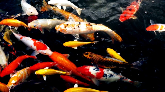 锦鲤在水族馆游泳的慢动作，花哨的鲤鱼鱼，俯视图视频素材