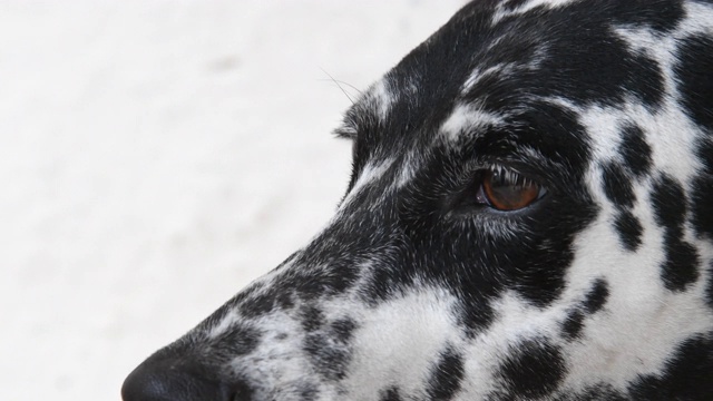 达尔马提亚犬头的特写视频素材