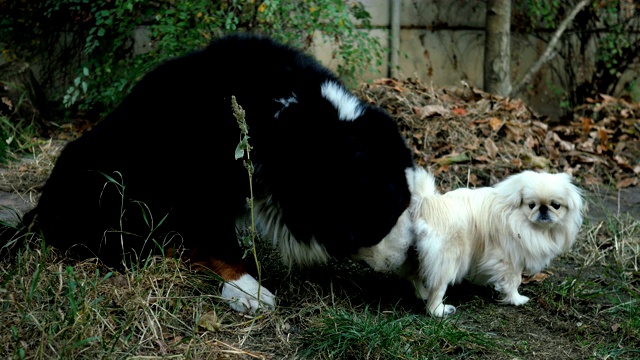 大黑狗伯尔尼斯山地犬感兴趣地嗅和舔小白哈巴狗的尾巴下。视频素材