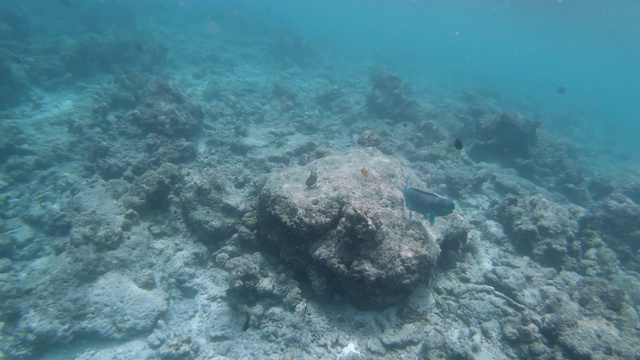 在马尔代夫天堂般的海洋中浮潜视频素材