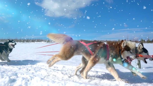 由狗驾驭的哈士奇犬和人一起拉雪橇，慢动作，视频循环播放视频素材