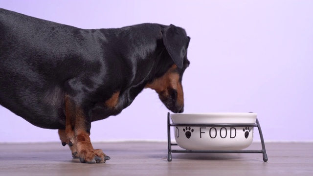 近距离观察腊肠犬，黑色和棕色，吃着碗里的食物。动物营养与食品视频素材