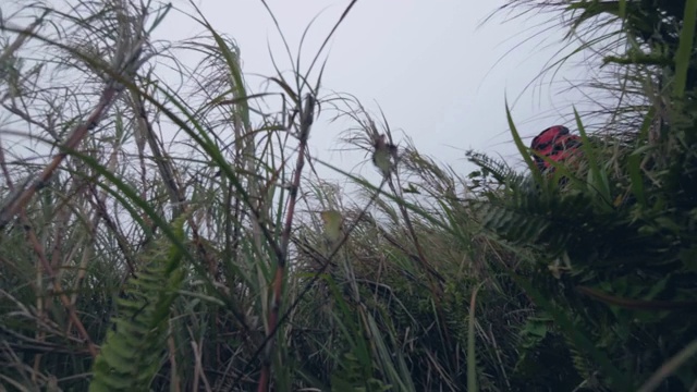 第一个人视频旅游徒步旅行者徒步穿过丛林的高草人。视频素材