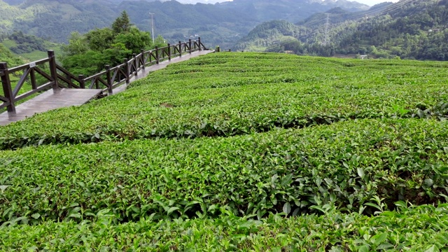 中国湖北的茶园。视频素材