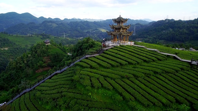 中国湖北茶园鸟瞰图。视频素材