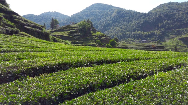 中国湖北的茶园。视频素材