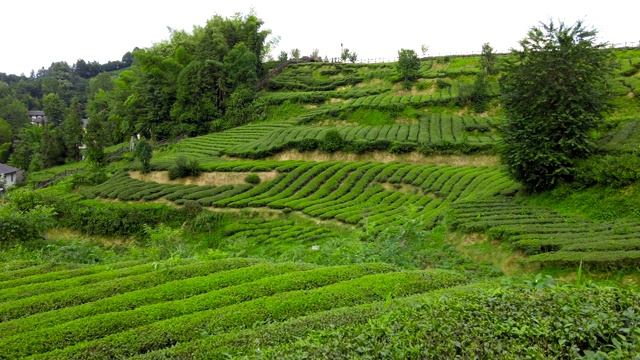 中国湖北的茶园。视频素材