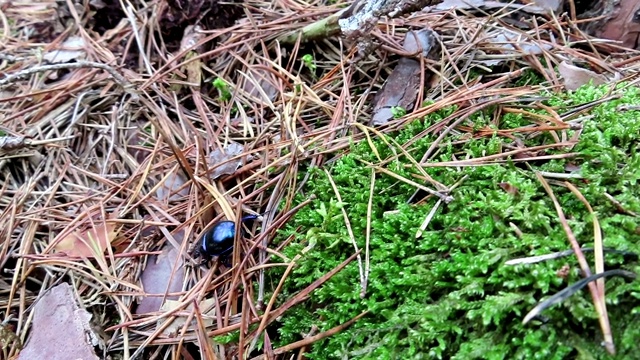 在秋天，甲虫(Anoplotrupes stercorosus)在森林里跑来跑去。视频素材