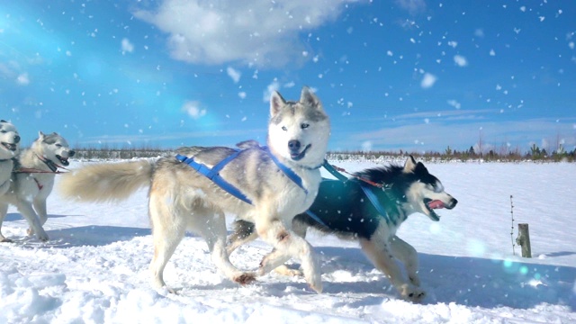 由狗驾驭的哈士奇犬和人一起拉雪橇，慢动作，视频循环播放视频素材