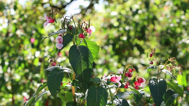 秋日光芒背后，紫花视频视频素材