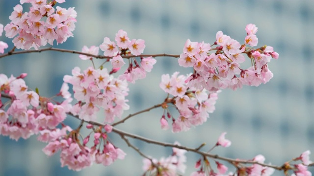 樱花盛开视频素材