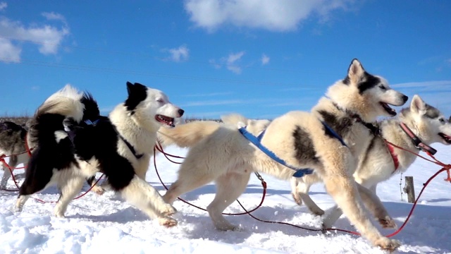 由狗驾驭的哈士奇犬和人一起拉雪橇，慢动作，视频循环播放视频素材