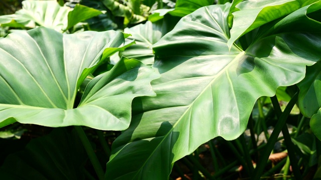 天然绿叶和植物背景。视频素材