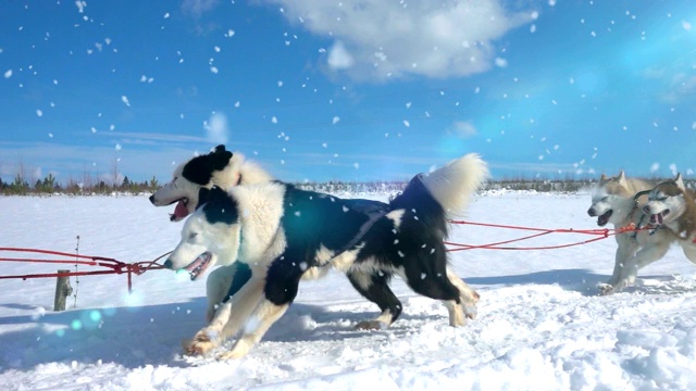 由狗驾驭的哈士奇犬和人一起拉雪橇，慢动作，视频循环播放视频素材