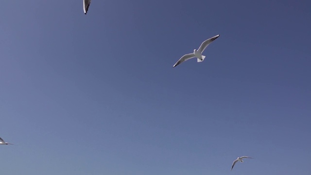 美丽的海鸥在天空中飞翔视频素材