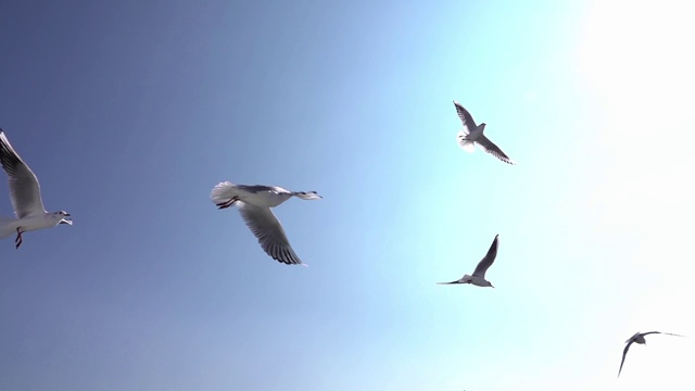 美丽的海鸥在天空中飞翔视频素材