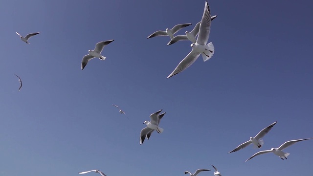 美丽的海鸥在天空中飞翔视频素材