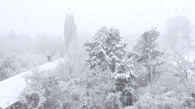 透过密集的降雪看到被雪覆盖的树木。视频下载