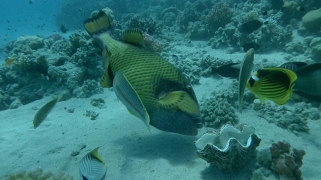 Titan Triggerfish (Balistoides viridescens)在清洁站清洁清洁鱼。热带珊瑚园的生活，镜头向前移动。色彩斑斓的热带海洋上的鱼视频素材