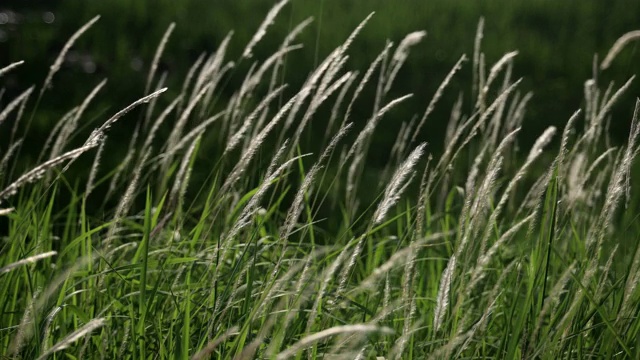 风吹白了高大的芦苇花视频素材