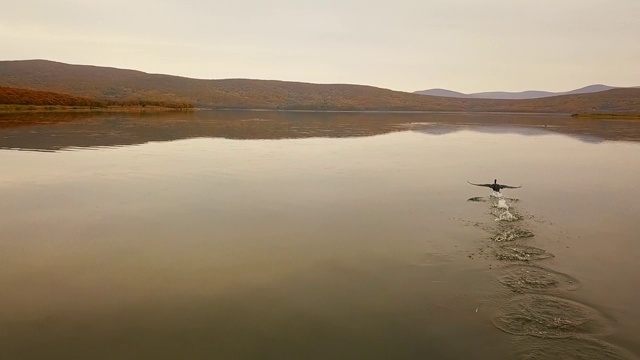 缓慢的运动。在滨海新区西霍特-阿林生物圈保护区，一只黑色鸬鹚在日落时从湖面上起飞视频素材