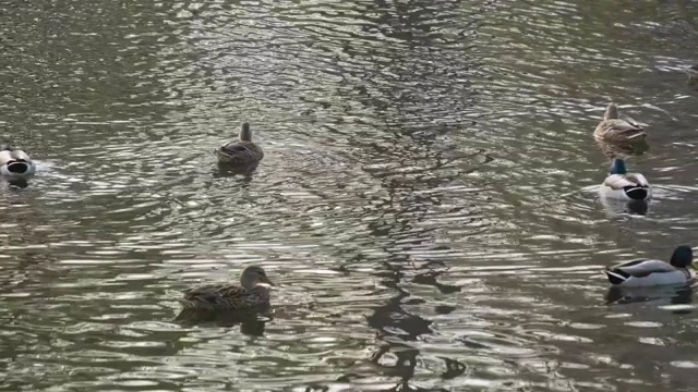 河面上漂浮着野鸭视频素材