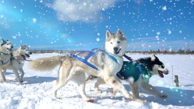 由狗驾驭的哈士奇犬和人一起拉雪橇，慢动作，视频循环播放视频素材