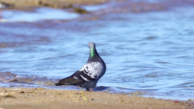 一只岩鸽站在沙滩上喝水。视频素材