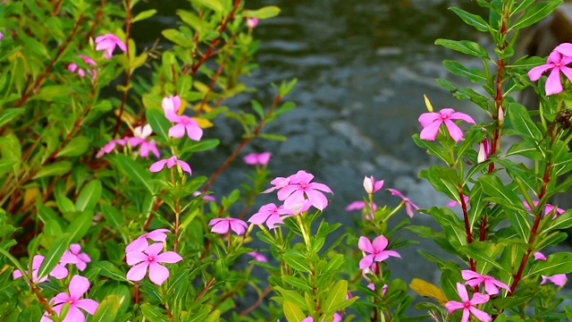 花园里有瀑布和花视频素材