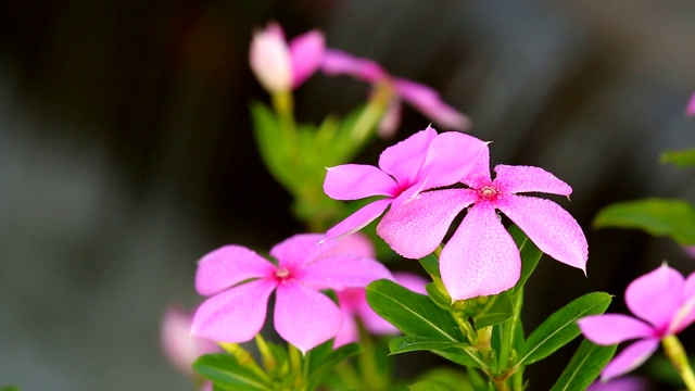 花园里有瀑布和花视频素材