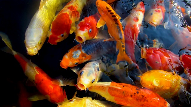 锦鲤在水族馆游泳的慢动作，花哨的鲤鱼鱼，俯视图视频素材