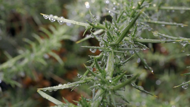 在“保罗·达·塞拉”森林，葡萄牙马德拉岛的绿色金雀花灌木植物与水滴的特写视频素材