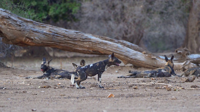 African wild dog or Painted wolf (Lycaon pictus) Zimbabwe视频素材